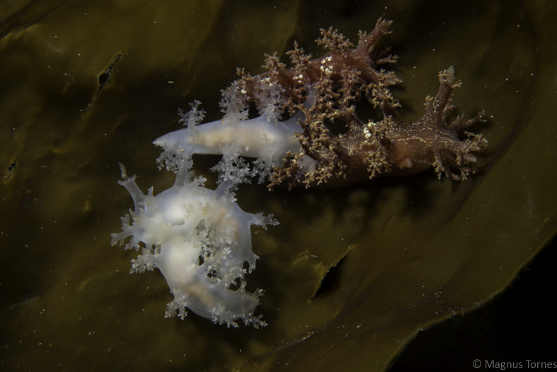 Fil:Busksnegler2X Krifast.jpg