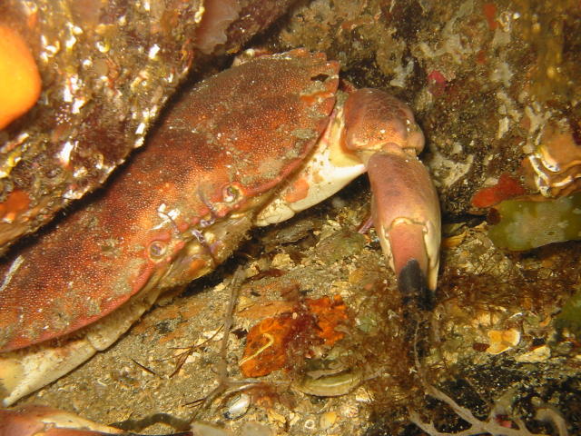 Fil:Crab.jpg