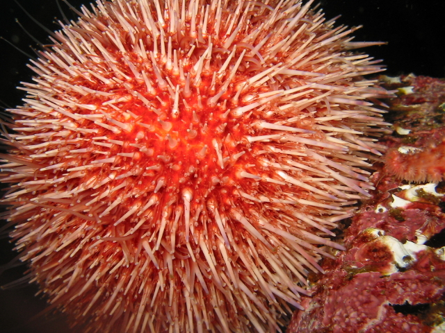 Fil:Urchins2.jpg