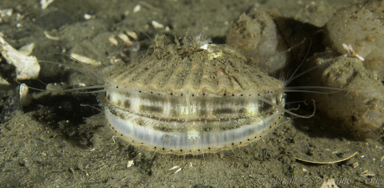 Fil:HarpeskjellX, Aureosen.jpg