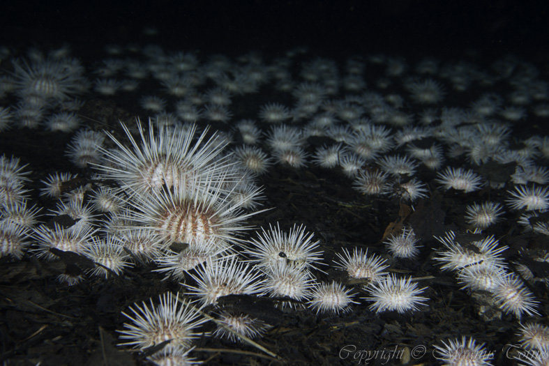 Fil:Langpigget Kråkebolle Hjelset.jpg