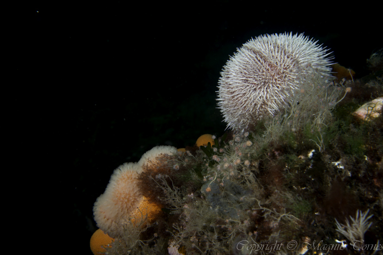 Fil:Rød kråkebolle MidsundstraumenX.jpg