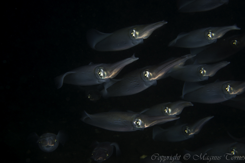 Fil:Blekksprut2X Batnfjorden.jpg