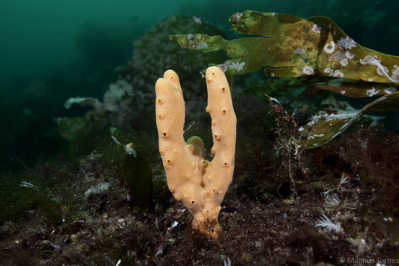 Fil:Isodyctia palmataX,Storsundet.jpg