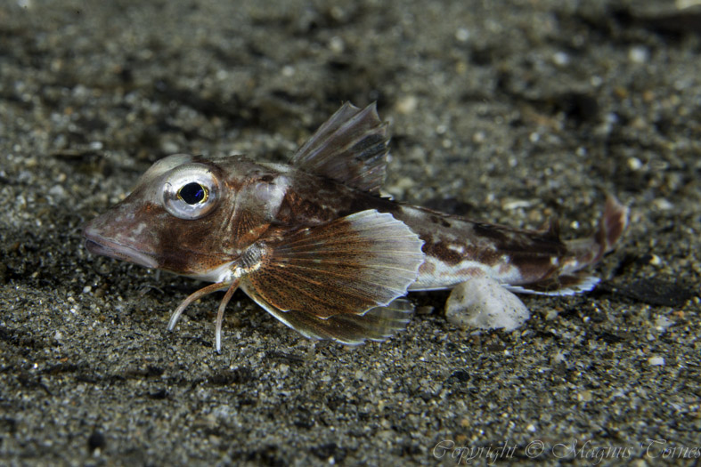 Fil:KnurrBaby Hjelset.jpg