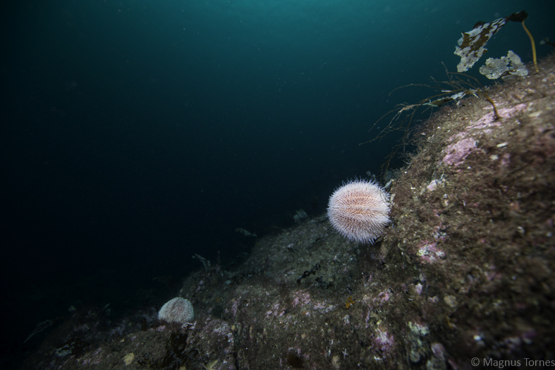 Fil:KråkebolleX Klakkskjæret.jpg