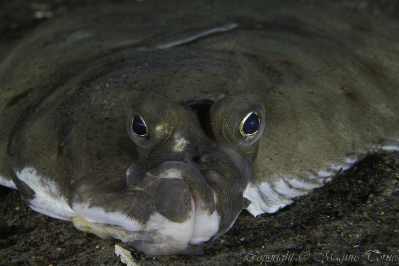 Fil:RødspetteX Tornes småbåthavn.jpg