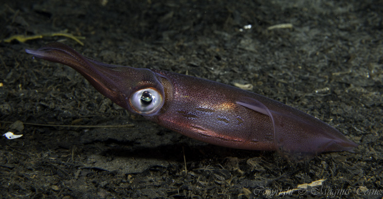 Fil:NordligKalmar Hjelset.jpg