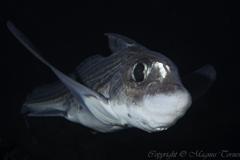 Fil:Havmus1 Bollholmsundet.jpg