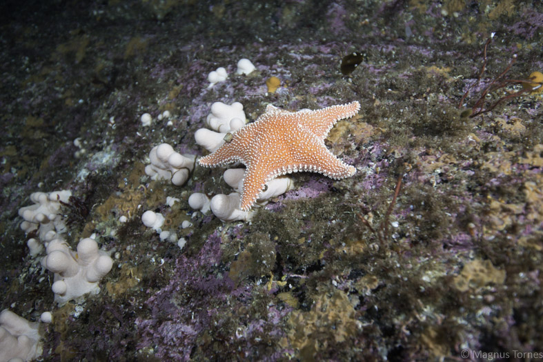 Fil:Hestestjerne Terningen.jpg