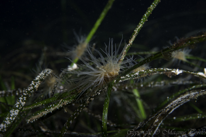 Fil:ÅlegressanemoneX Tornes småbåthavn.jpg