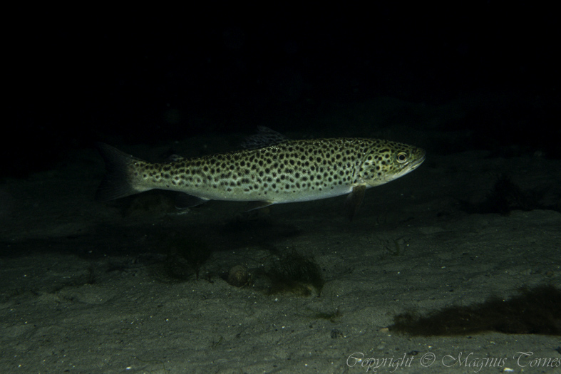 Fil:ØrretX Tornes småbåthavn.jpg