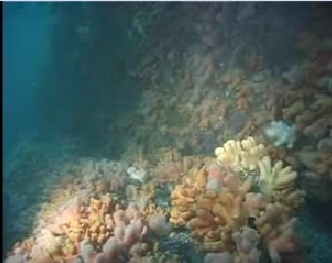 Fil:Svelgen video.jpg