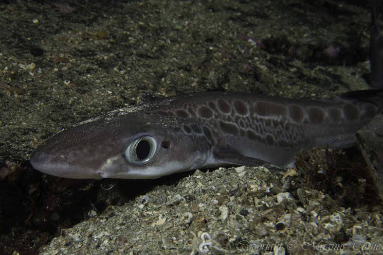 Fil:Hågjel Hollingholmen.jpg