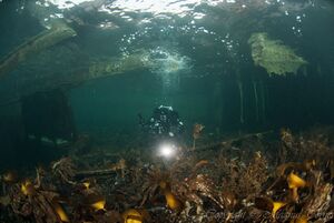 Sanda Suglasterom.jpg