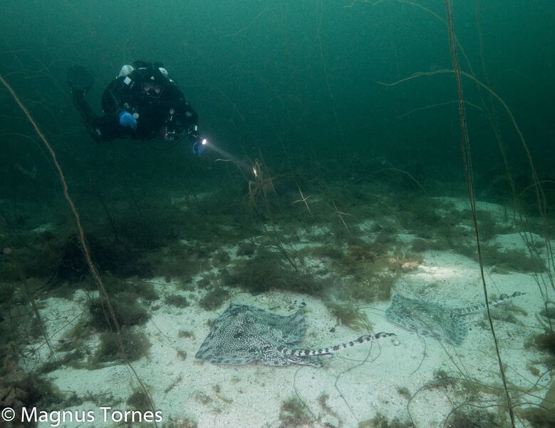 Fil:Skate2X, Skjerlingebaren.jpg