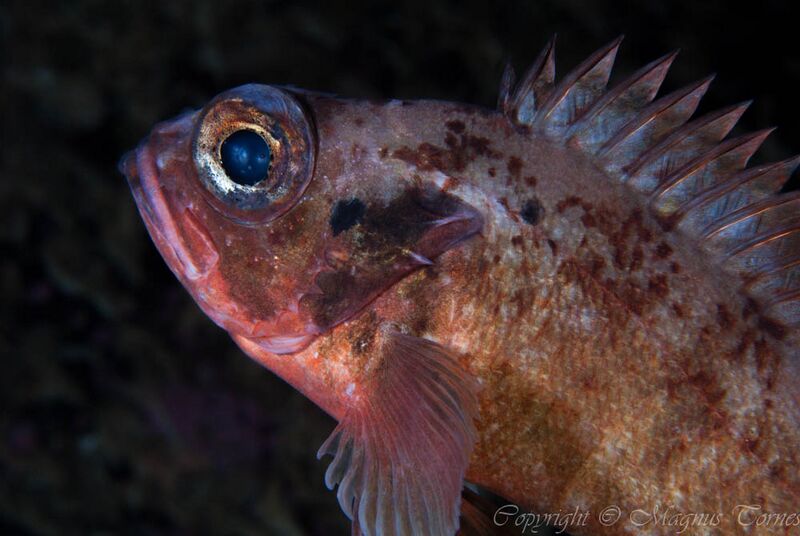 Fil:Lusuer Salttrøa.jpg