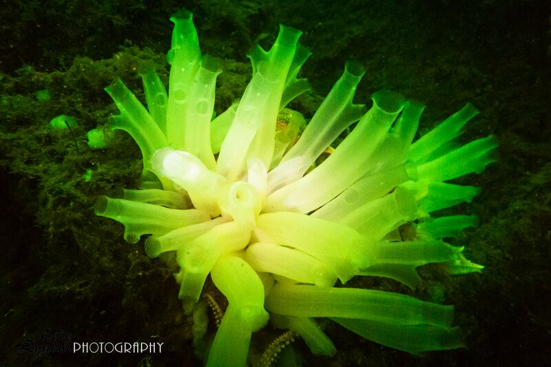 Fil:Spring 5334e.jpg