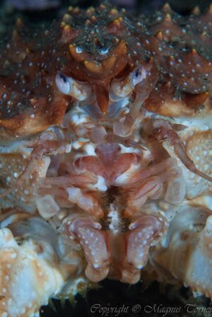 Trollkrabbe JulnesetX.jpg