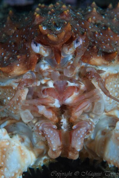 Fil:Trollkrabbe JulnesetX.jpg