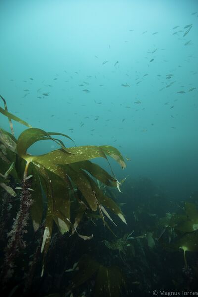 Fil:Stortare Klimpekippen.jpg