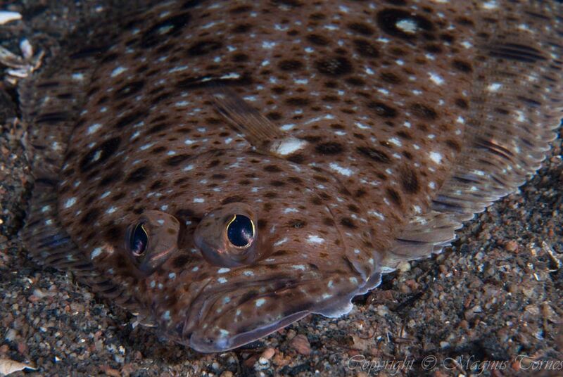 Fil:Glassvar Bjørsetsaga.jpg