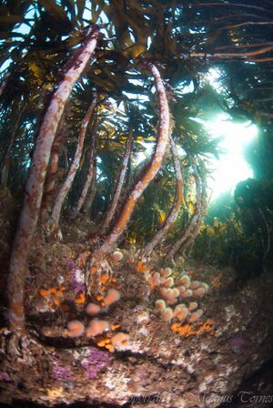 Grunn kløft, Skjerlingen.jpg