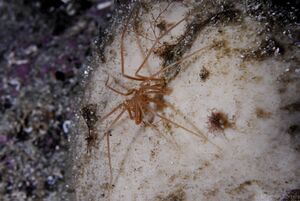 Havedderkopp FrettenX.jpg