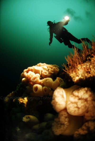 Fil:Dykker, Kroppen.jpg