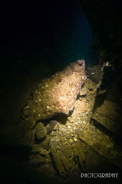 Fil:Spring 5317e.jpg