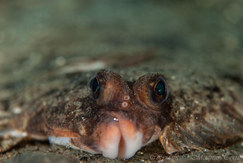 Fil:LomreX Øygardsbukta.jpg