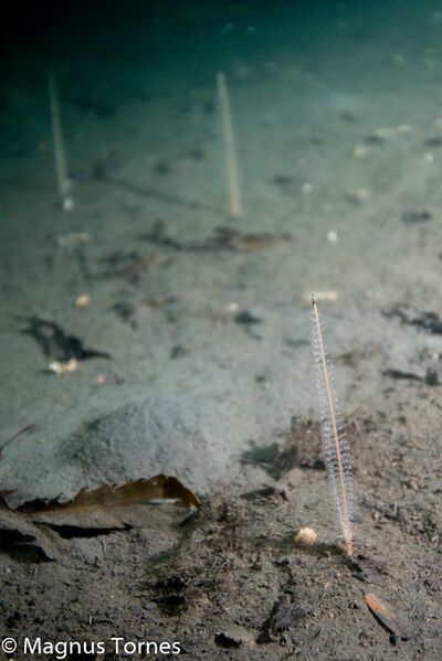 Fil:Piperenser Sjøstrand.jpg