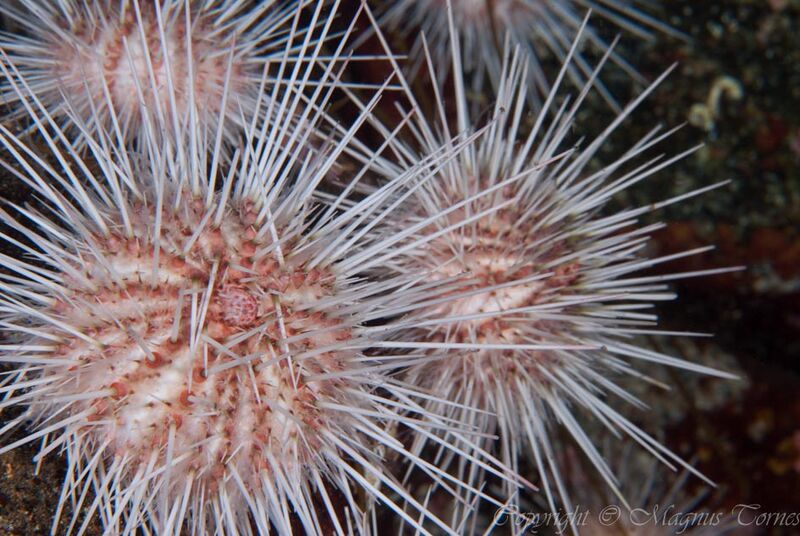 Fil:Horsgård Langpigget kråkebolle.jpg