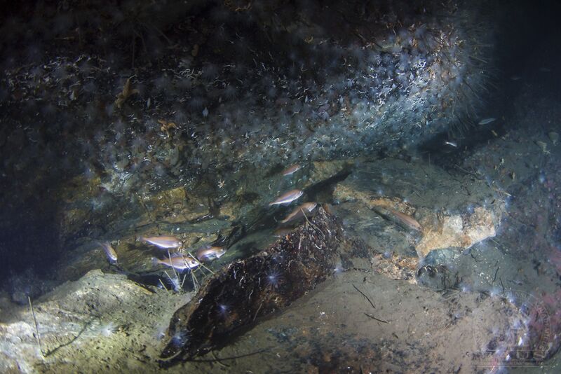 Fil:Nærdykk Hvitsten logo-3.jpg