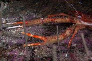 Langfingerkreps JulnesetX.jpg