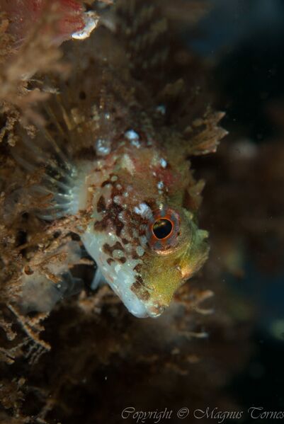 Fil:Ulke Bremsnes.jpg