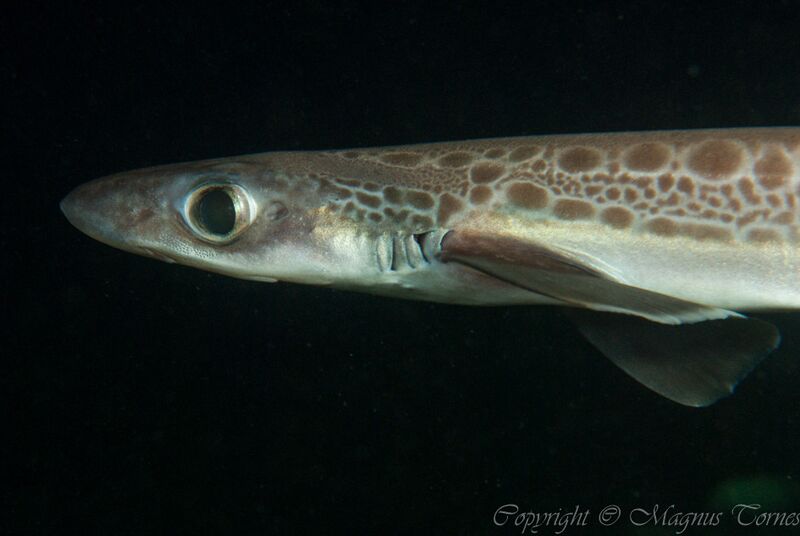 Fil:Håhjel Bjørsetsaga.jpg