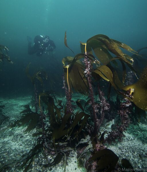 Fil:Dykker Klimpekippen.jpg