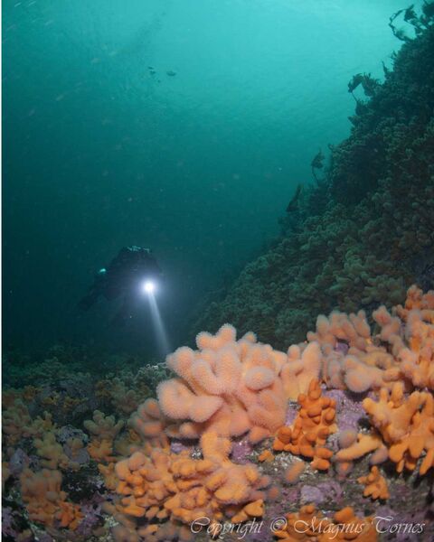 Fil:Kjetil3 Vevangstrømmen.jpg