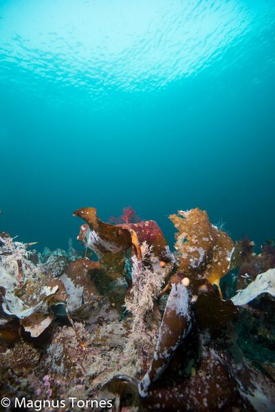 Fil:TareX, Hæringen.jpg