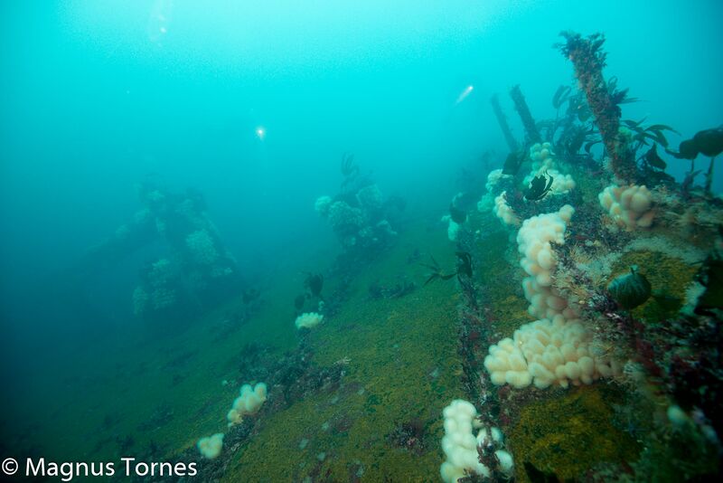 Fil:Pullert2X, Arisan.jpg