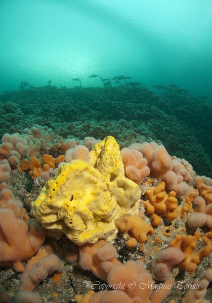 Fil:Brødsvamp Storseisundet.jpg