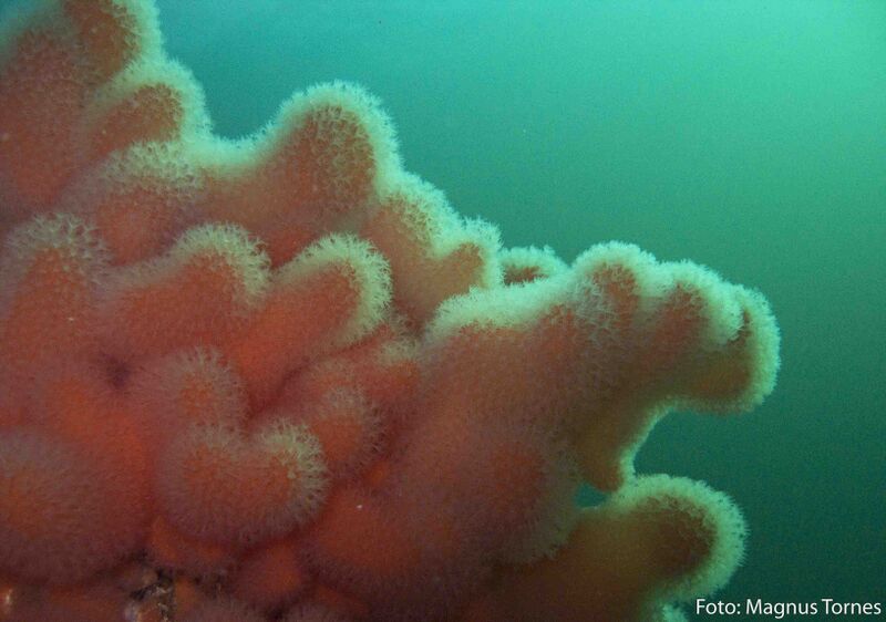 Fil:Dødmannshånd, Bongnestraumenjpg.jpg