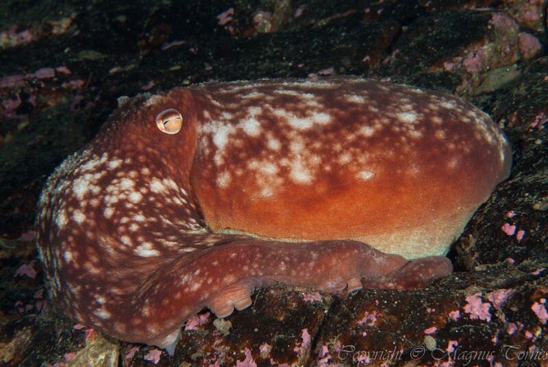 Fil:Horsgård Åttearmet blekksprut.jpg