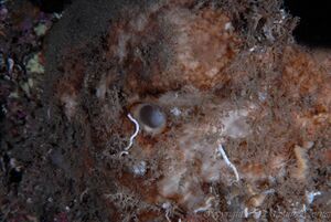 Kålrabisvamp Trellholmgrunna.jpg