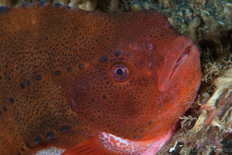 Fil:Rognkall Salttrøa.jpg