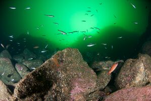 Steinrøys, Skjerlingen.jpg