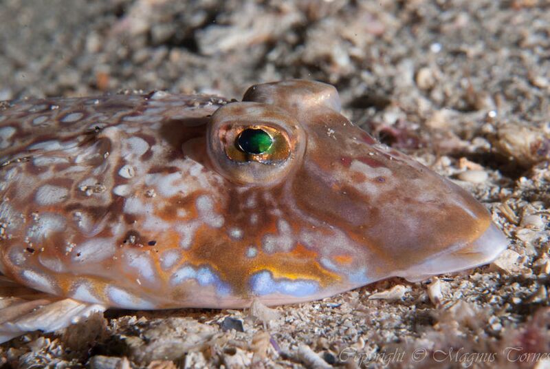 Fil:Fløyfisk Steinsneset1.jpg