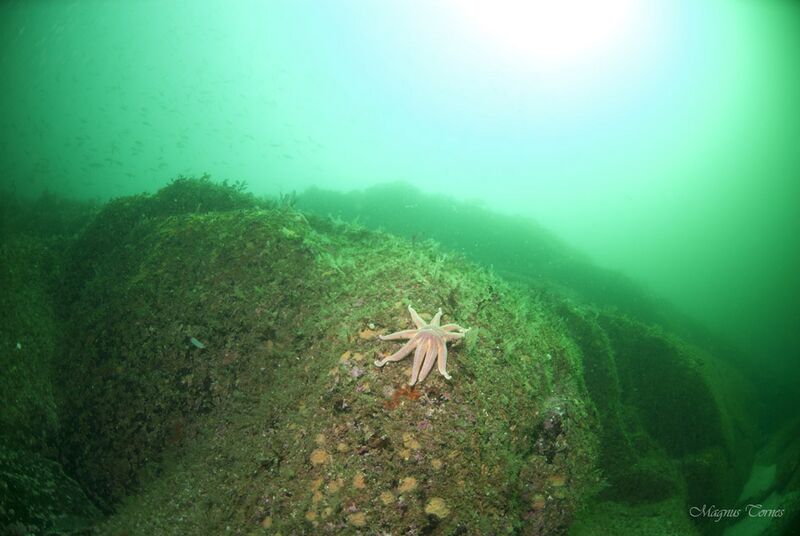 Fil:Gul solstjerne, Harøyodden.jpg