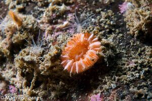 ØyekorallX Bremsnesflua.jpg